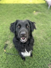Baloo - Photo 2