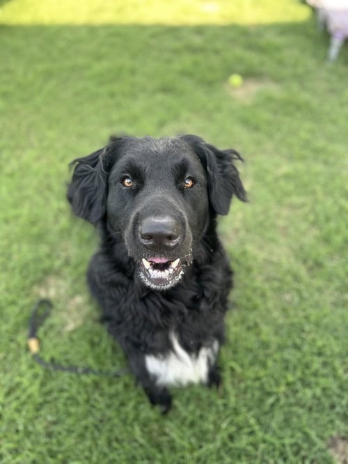 BALOO - Retriever available for adoption