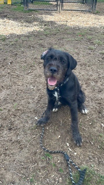 SIR PARKER - Schnauzer / Poodle (unknown type) available for adoption