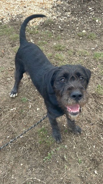 SIR PARKER - Schnauzer / Poodle (unknown type) available for adoption