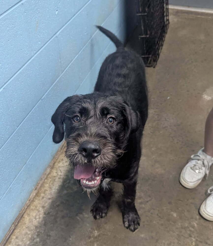 Sir Parker - Photo 3