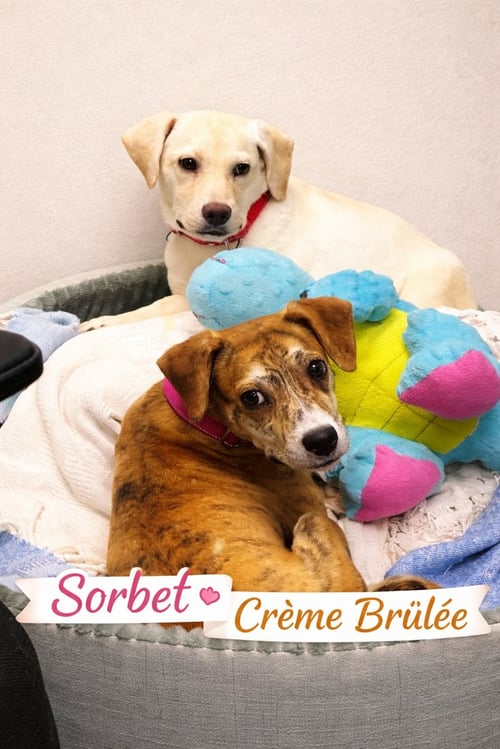 CREME BRULEE - Terrier available for adoption