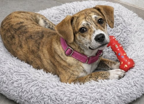 CREME BRULEE - Terrier available for adoption