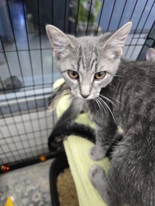 CAIRO - Domestic Short Hair available for adoption