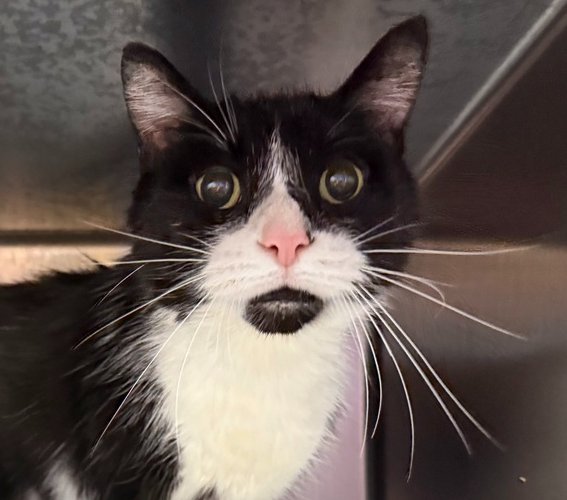 HUTCH - Domestic Short Hair available for adoption