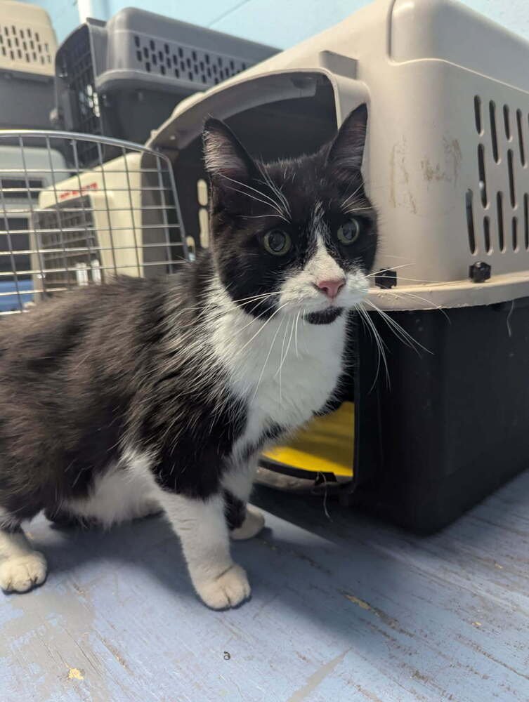 HUTCH - Domestic Short Hair available for adoption