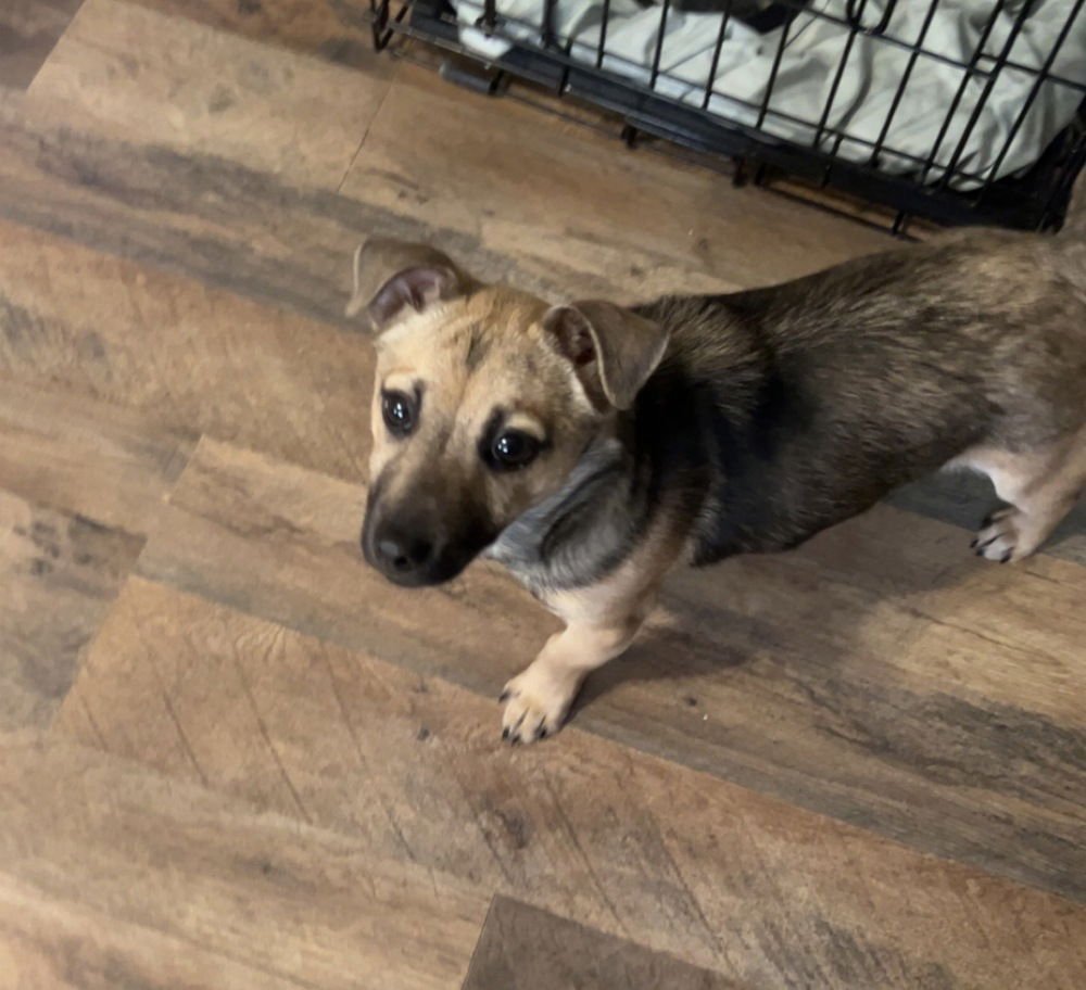 HANS - Terrier available for adoption