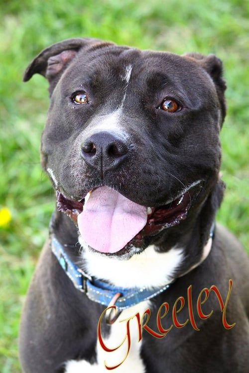GREELEY - Pit Bull Terrier available for adoption