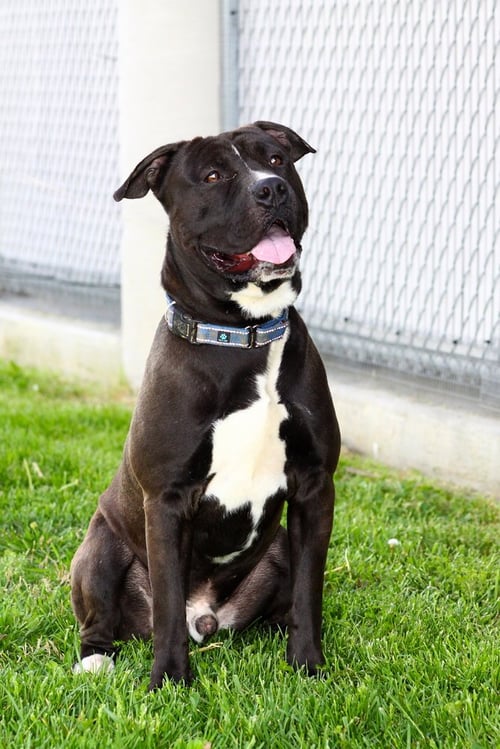 GREELEY - Pit Bull Terrier available for adoption