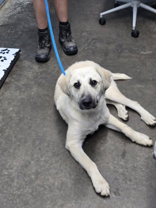 BARRON - Anatolian Shepherd / Great Pyrenees available for adoption