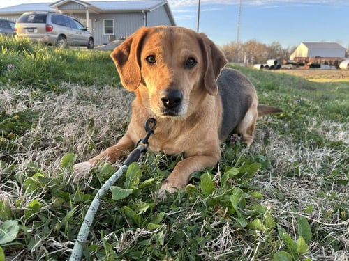 TANGA - Beagle / Labrador Retriever available for adoption