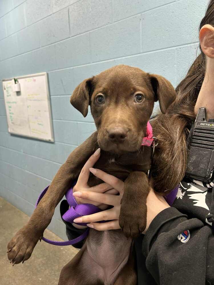 KOKO - Labrador Retriever / Pit Bull Terrier available for adoption