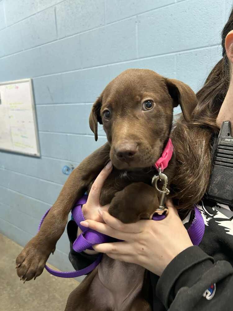 KOKO - Labrador Retriever / Pit Bull Terrier available for adoption