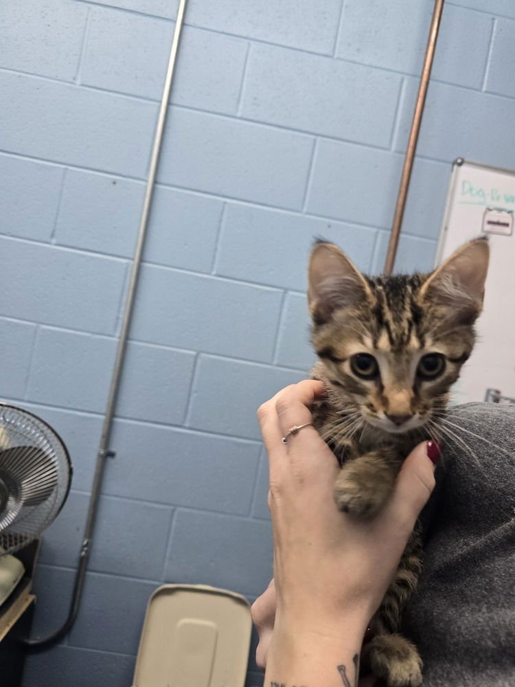 HONEY BUN - Domestic Short Hair available for adoption