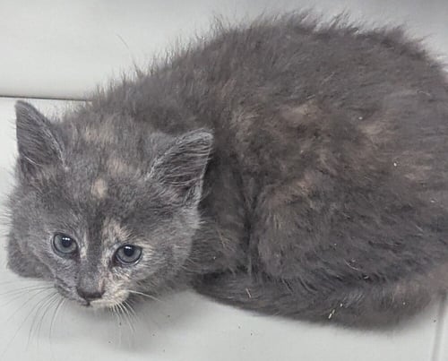 KALIN - Domestic Short Hair available for adoption
