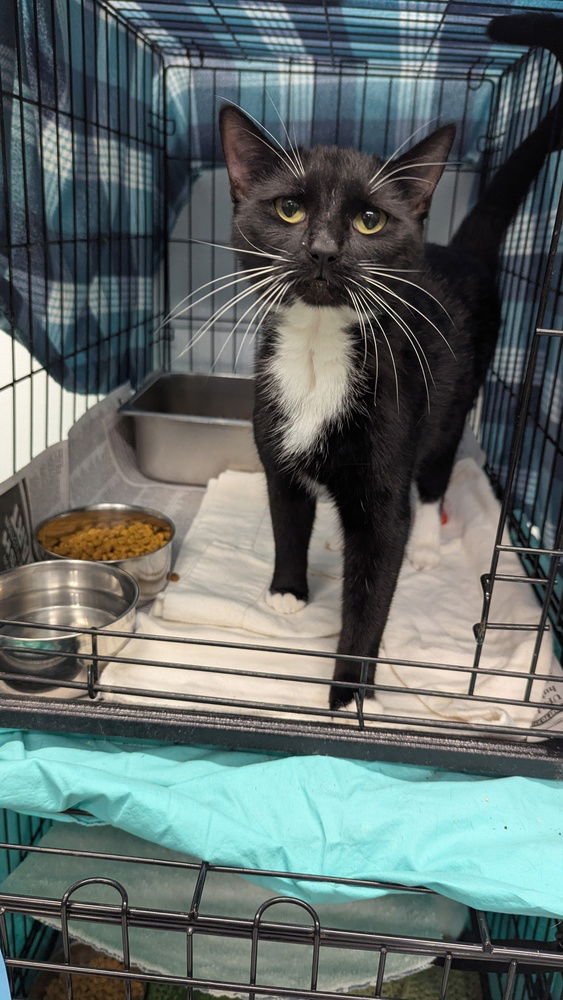 LUNA - Domestic Short Hair available for adoption