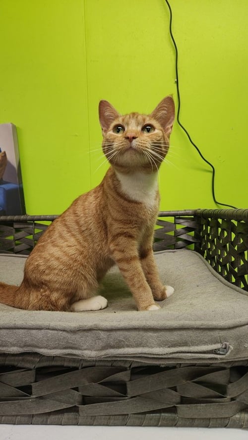 MANDSEY - Domestic Short Hair available for adoption