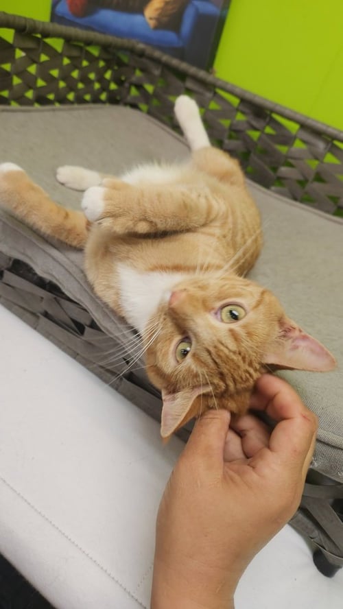 MANDSEY - Domestic Short Hair available for adoption