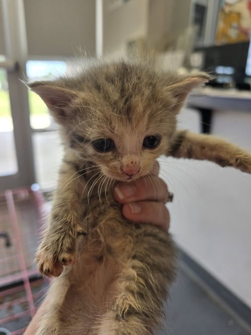 NEON - Domestic Short Hair available for adoption