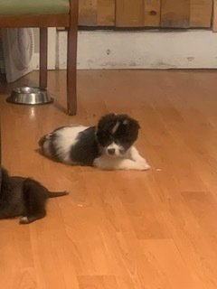 DINGO - Shih Tzu / Pit Bull Terrier available for adoption