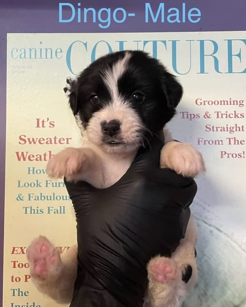 DINGO - Shih Tzu / Pit Bull Terrier available for adoption