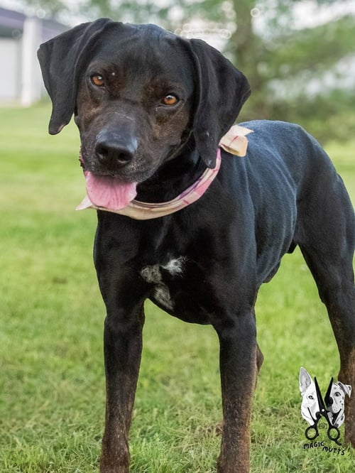WALTER - Labrador Retriever / Rottweiler available for adoption