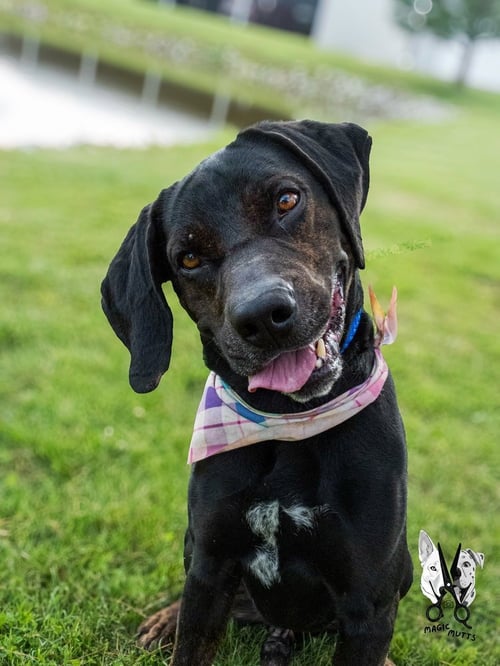 WALTER - Labrador Retriever / Rottweiler available for adoption