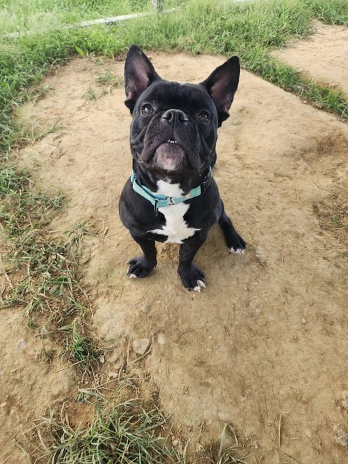 PETER - Bulldog available for adoption