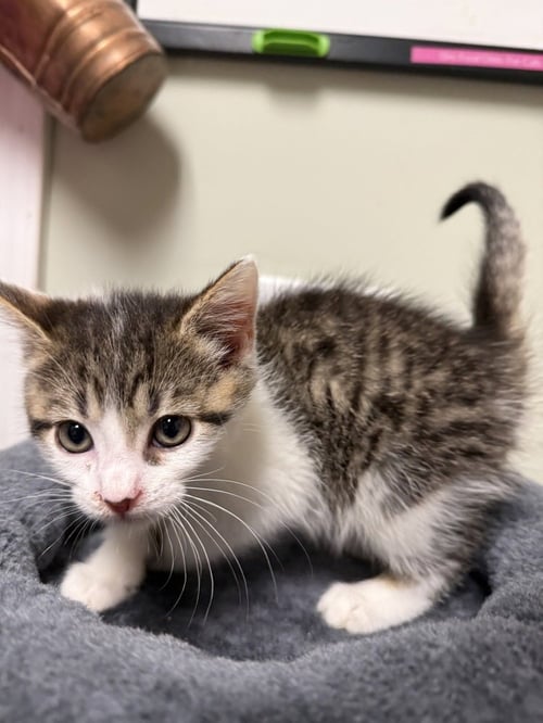 BULLSEYE - Domestic Short Hair available for adoption