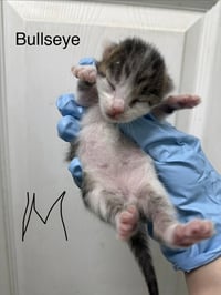 Bullseye - Photo 2