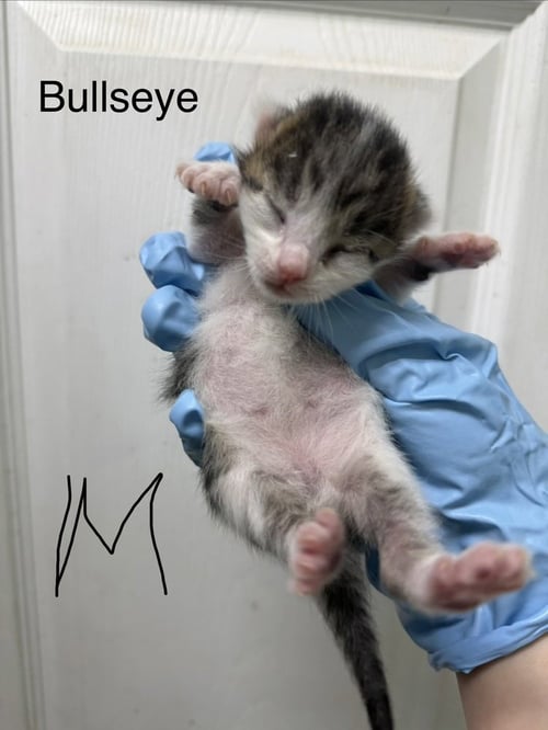 BULLSEYE - Domestic Short Hair available for adoption