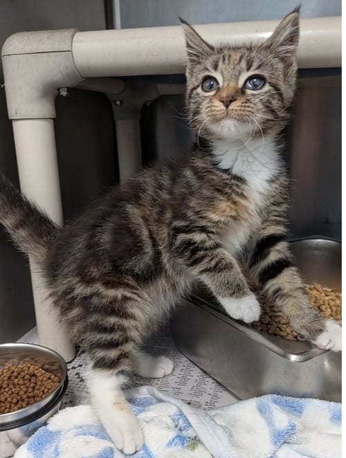HEIDI - Domestic Short Hair available for adoption