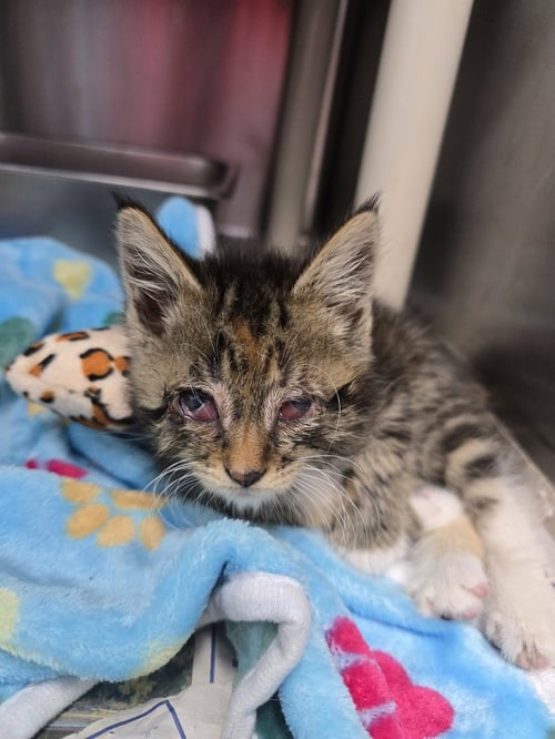 HEIDI - Domestic Short Hair available for adoption