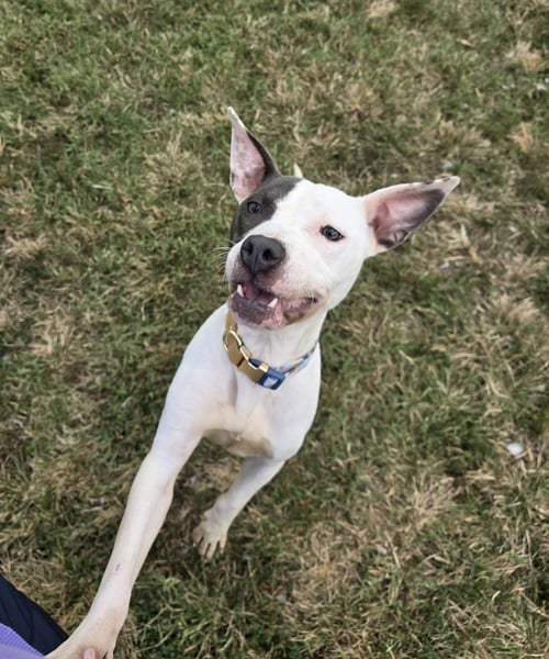 CHEZA - Pit Bull Terrier available for adoption