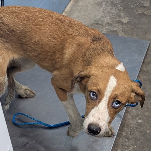 HAZIE - Hound / Australian Shepherd available for adoption