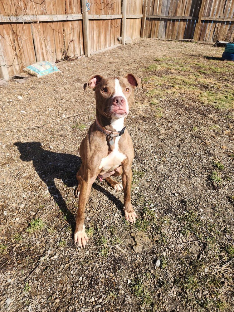 GINGY - Pit Bull Terrier available for adoption