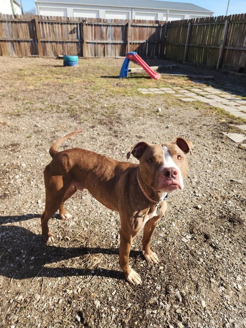 GINGY - Pit Bull Terrier available for adoption