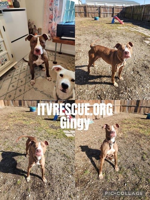 GINGY - Pit Bull Terrier available for adoption