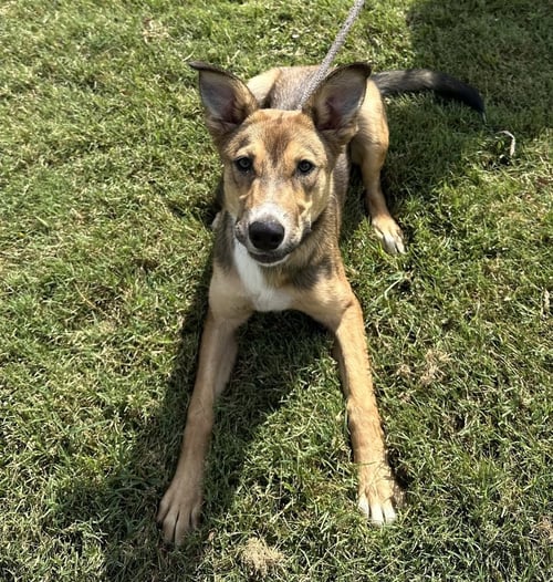 ELPHABA - Shepherd available for adoption