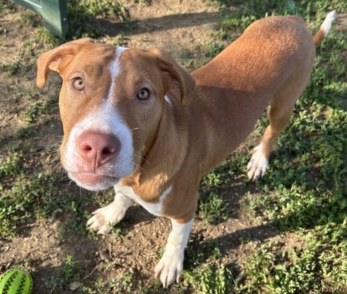 MARSHALL - Beagle / Terrier available for adoption