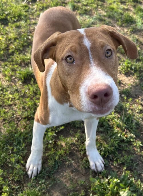 MARSHALL - Beagle / Terrier available for adoption
