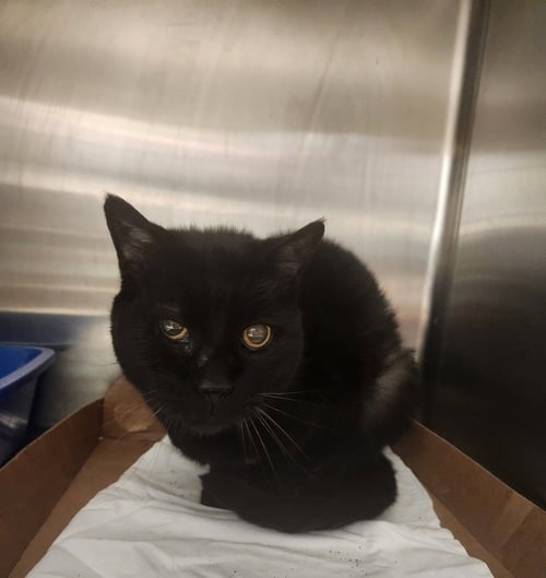 WANDA - Domestic Short Hair available for adoption