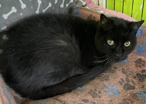 WANDA - Domestic Short Hair available for adoption