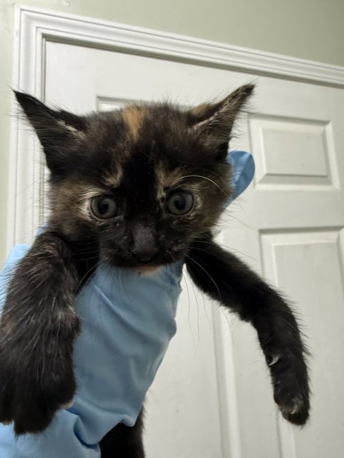 COBBLER - Domestic Short Hair available for adoption