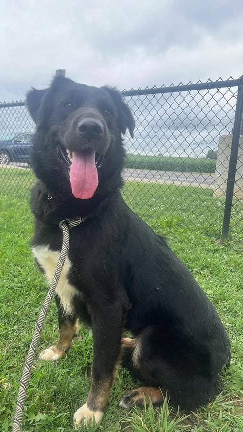 PEPPER - Rottweiler / Shepherd available for adoption