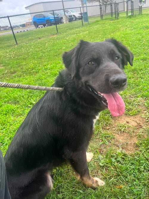 PEPPER - Rottweiler / Shepherd available for adoption