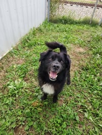 Max - Photo 1