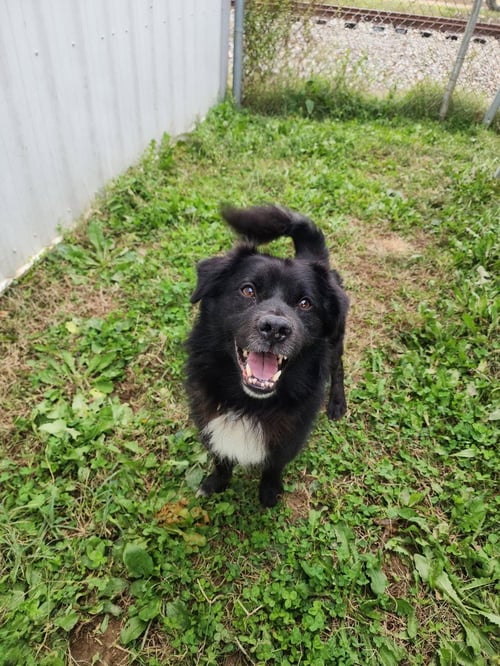 MAX - Border Collie for adoption in Evansville