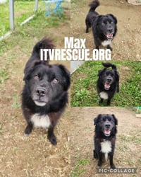 Max - Photo 2