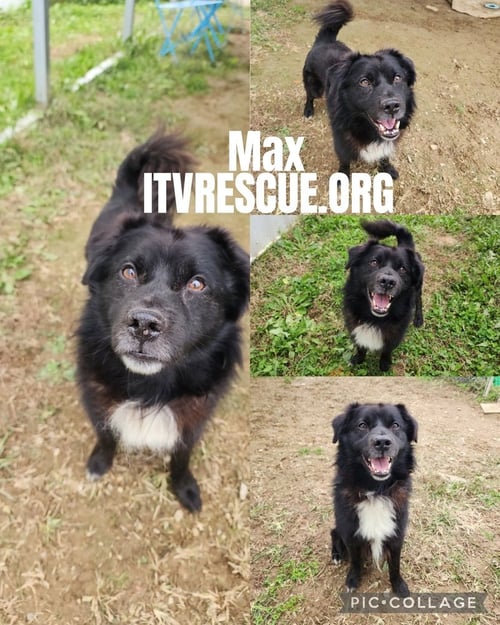 MAX - Border Collie available for adoption